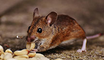24 Hour & Emergency Exterminators in Woodstock, TN